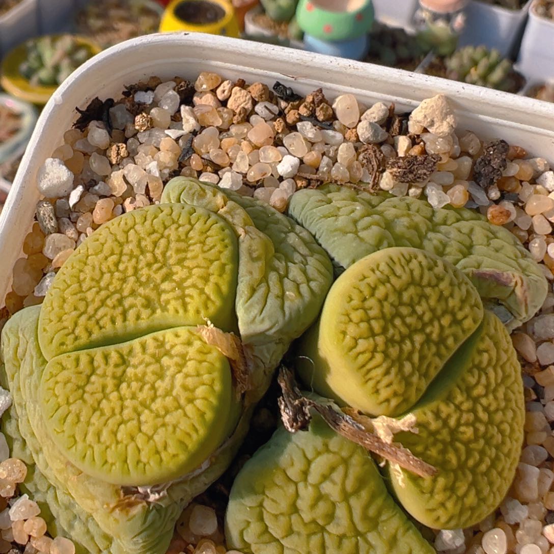 34多肉植物百科知识