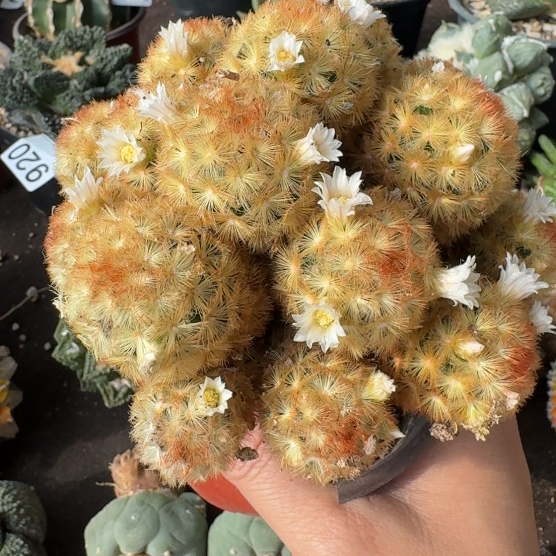 【闪购商品】佛头嘉文丸