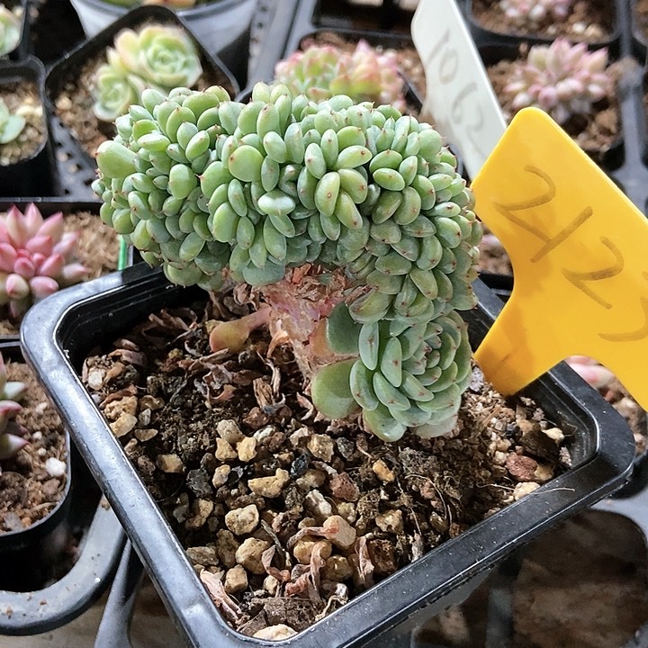 多肉植物白胖子缀2123