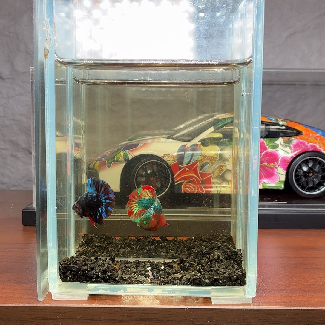 斗鱼暗黑将军母鱼