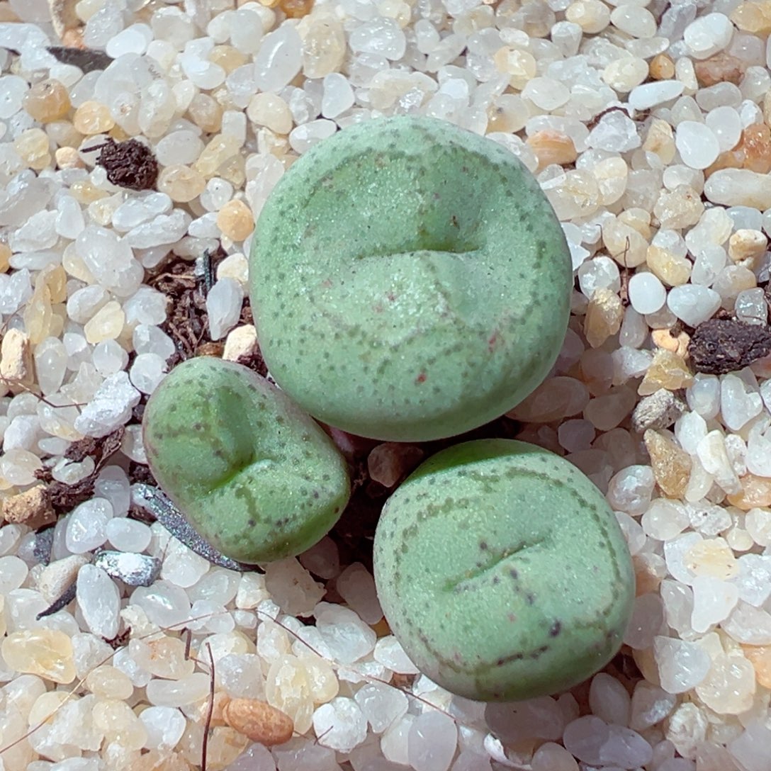 1107-741多肉多肉猴脸