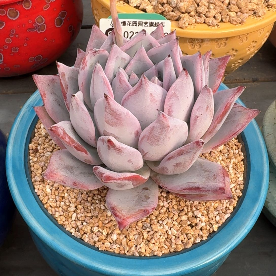 从前慢多肉精选编号0215.168