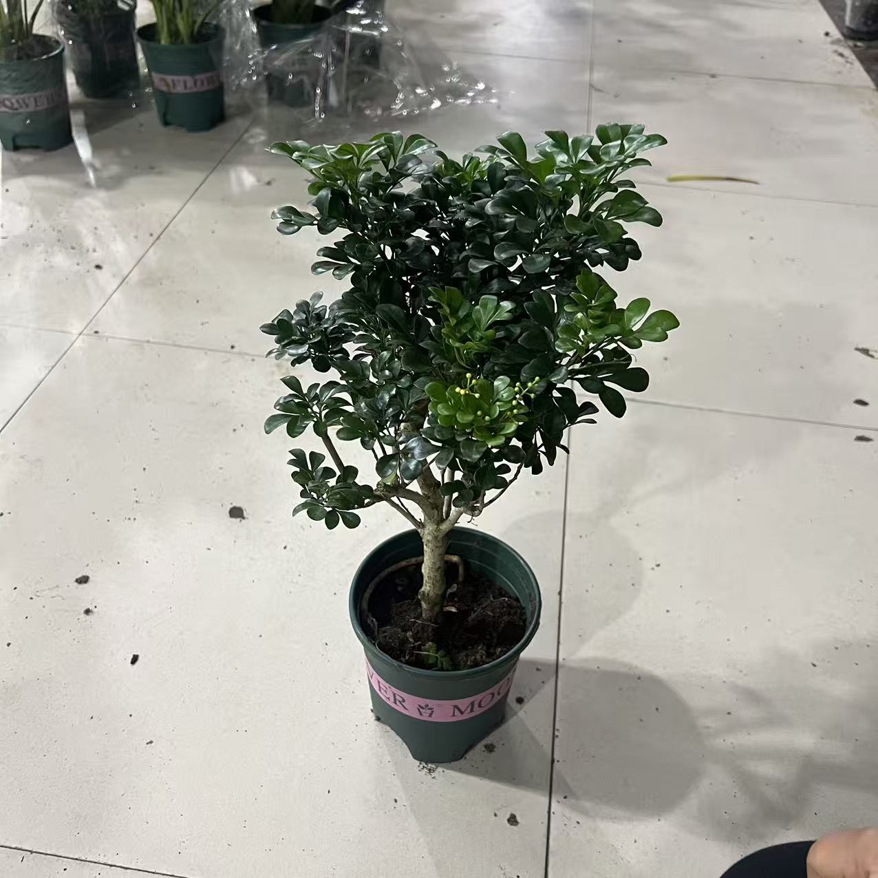 老桩米兰室内盆栽