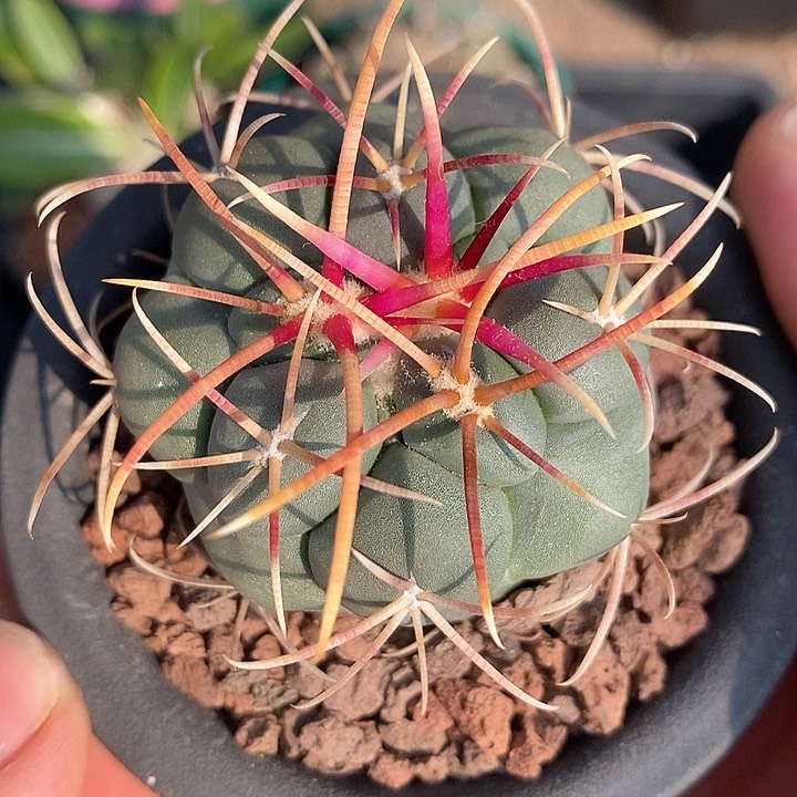 孤品实生优选狂刺高木绯冠龙4.8cm