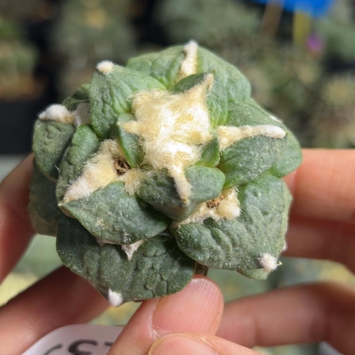 135 短袖蒲 无根 仙人球的故事