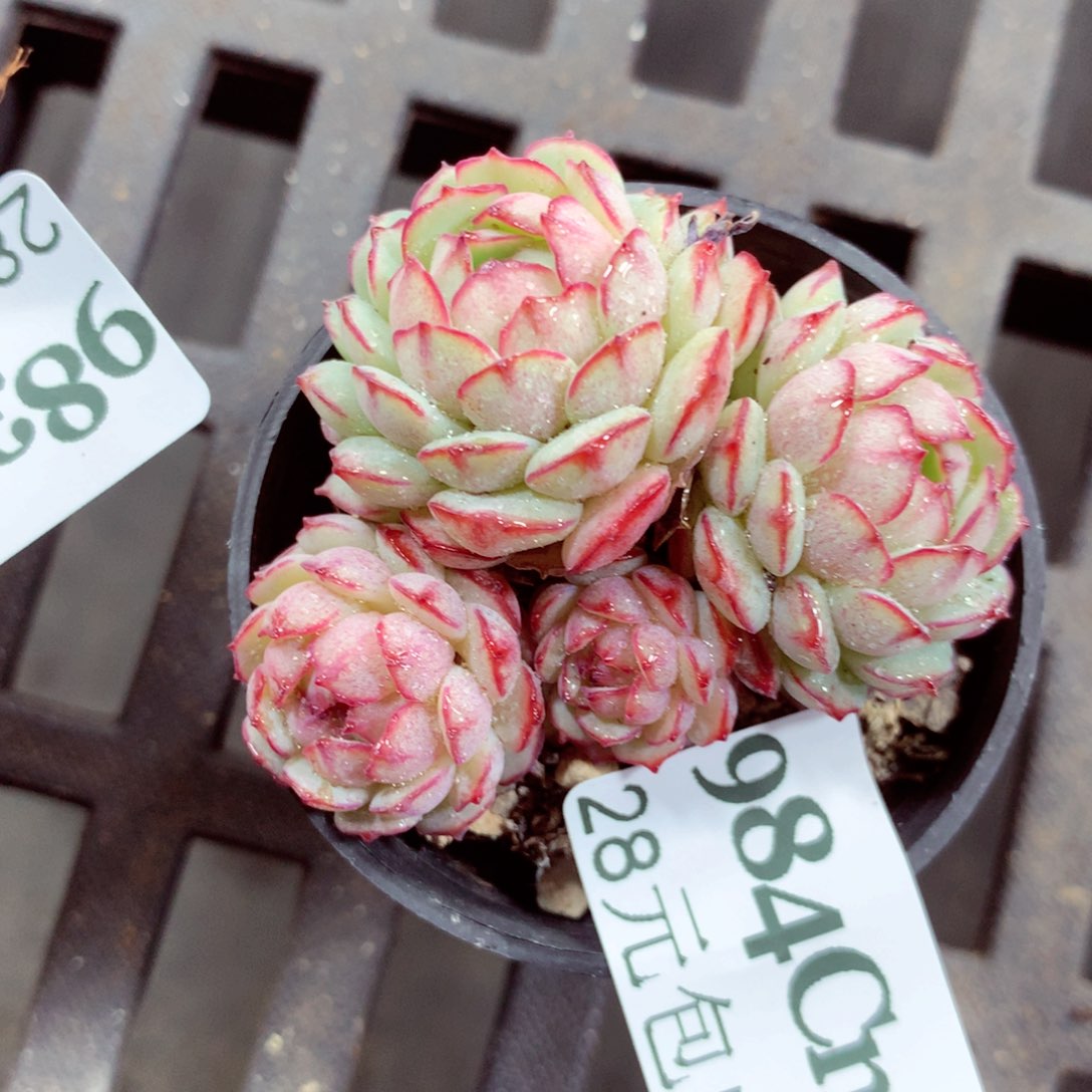 5厘米盆精控多肉984