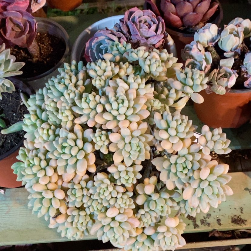 【闪购商品】洛可可05123