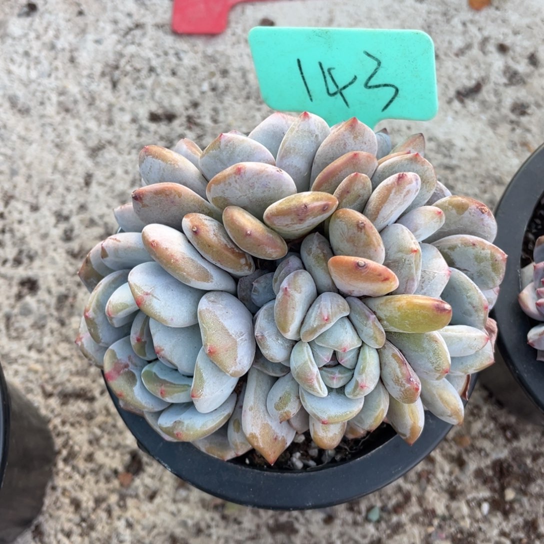 风***立星影多头群生143号