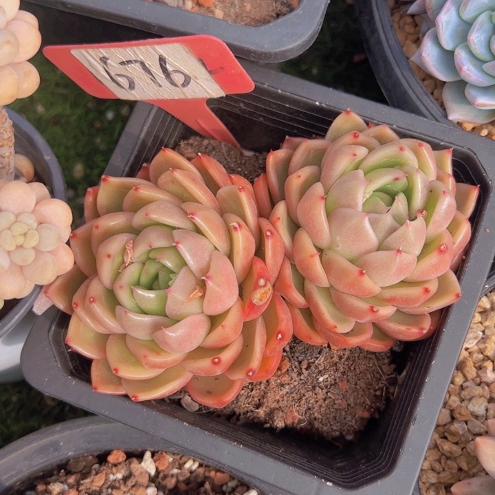 健健康康平平安安