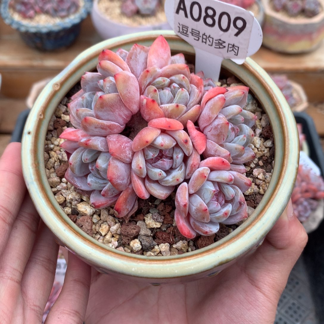 A0809 橙梦露群生 老桩 无砍 9cm