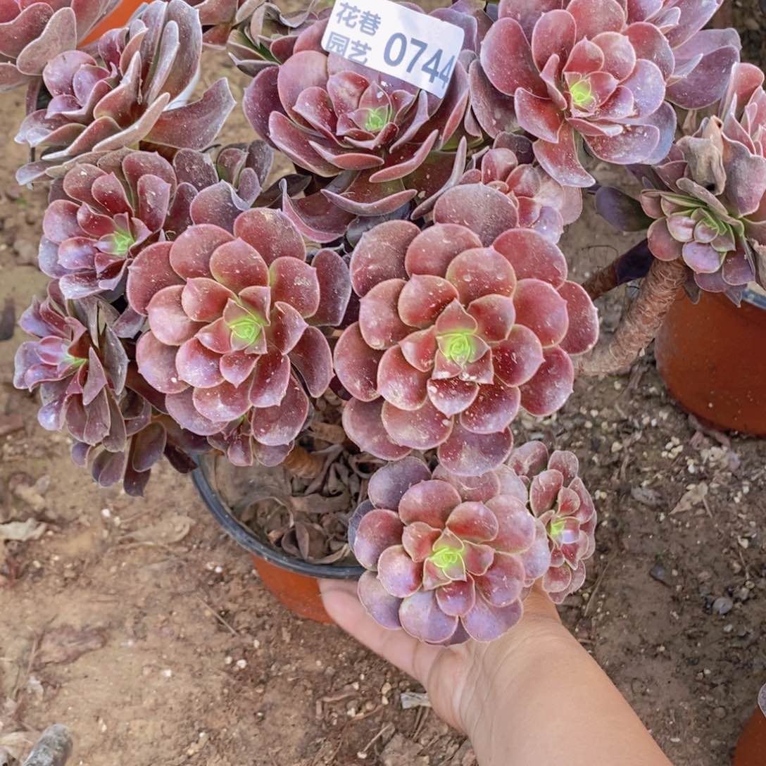 744 号一物一拍多肉植物
