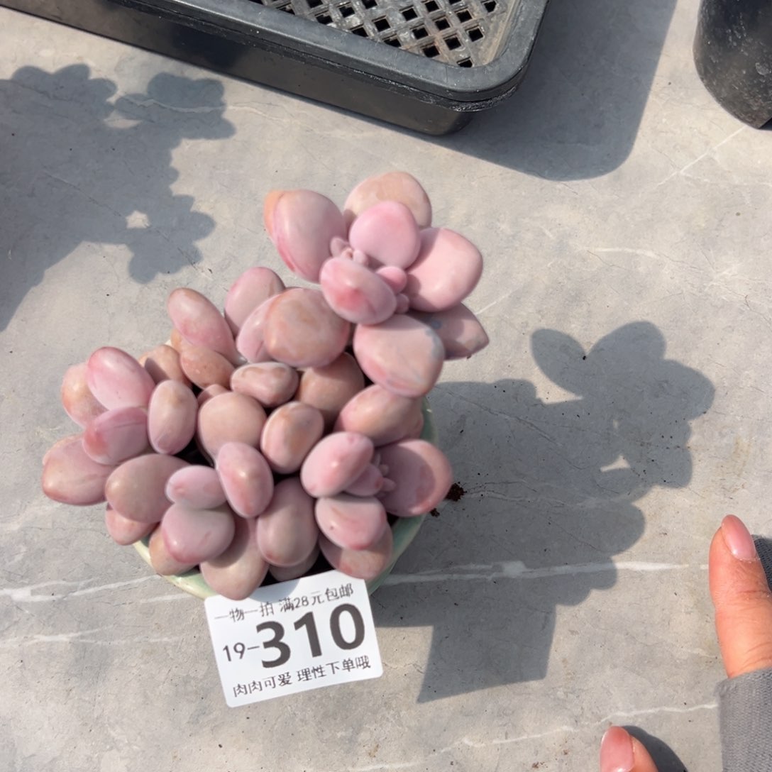桃蛋多肉多肉多肉多肉，
