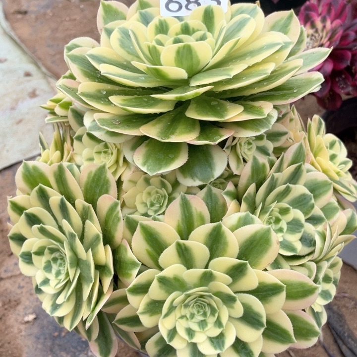 683多肉植物迈巴赫