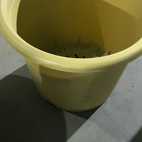树脂四季9号果绿无托4个特价