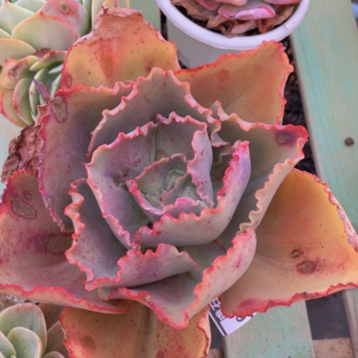 【闪购商品】蓝色妖姬03283