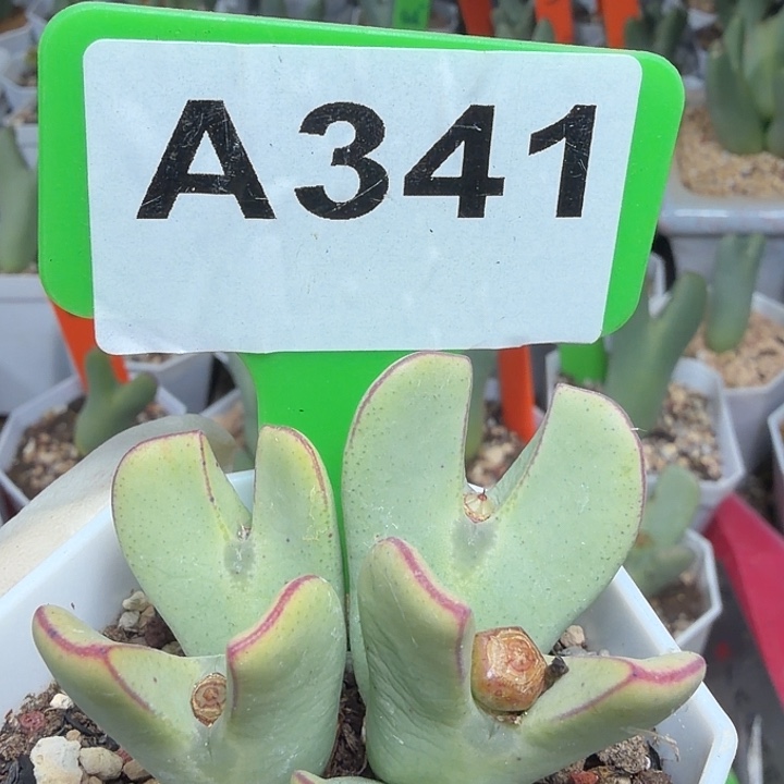 341bbbbbvvvbbbvvvvvvvb