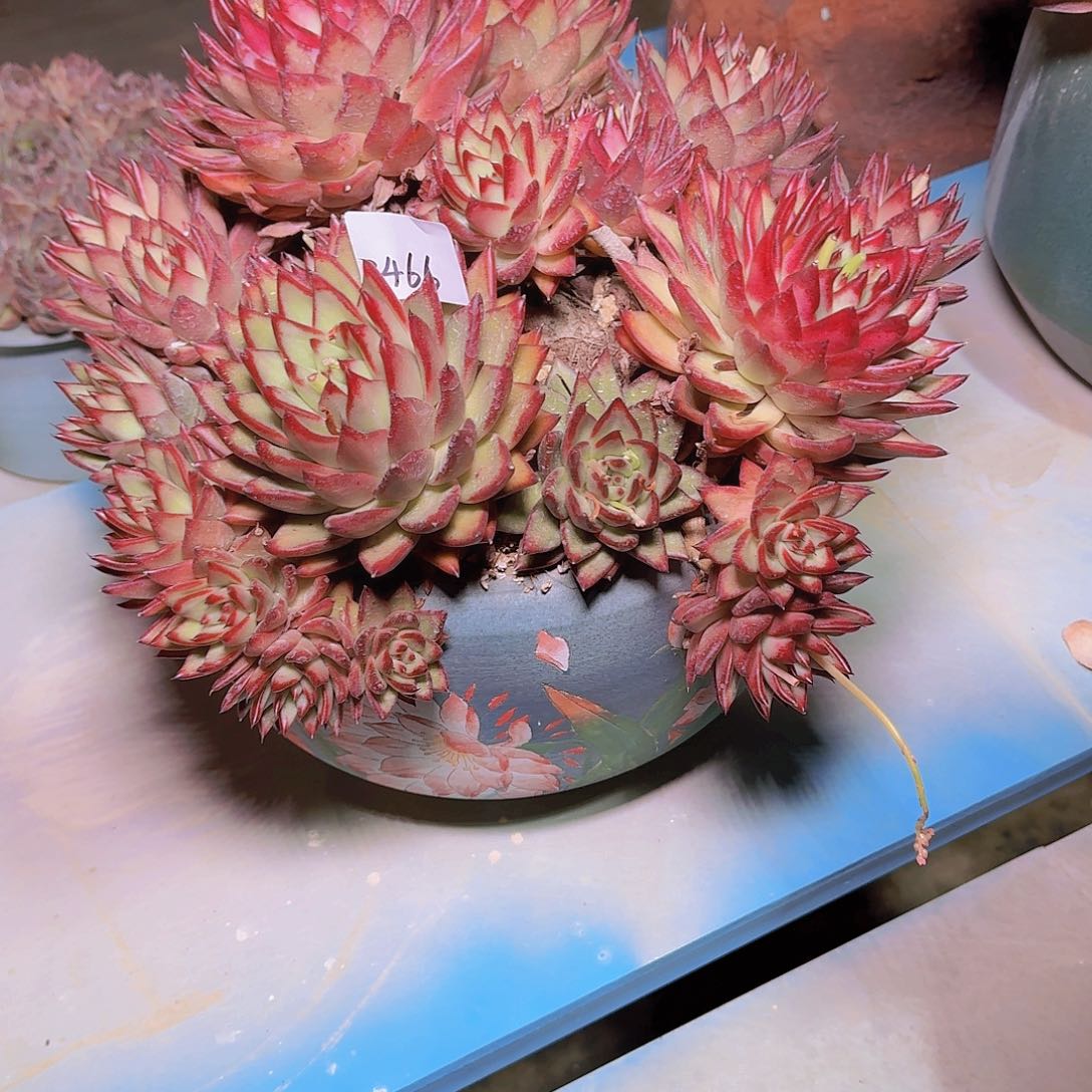 前**事2466带盆清纯乌木