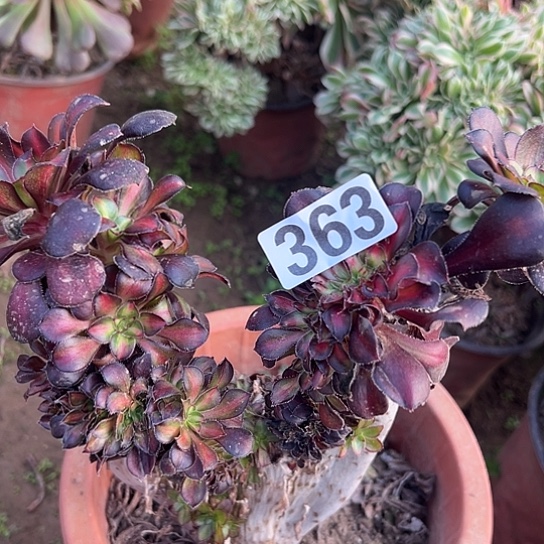 周***五多肉植物一个微瑕363