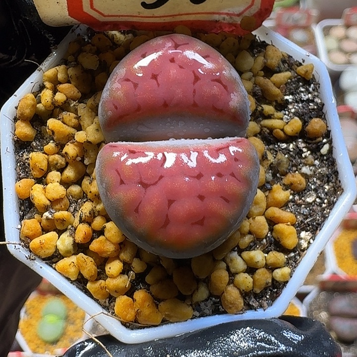 嘻***嘻生石花33:：：。  23号