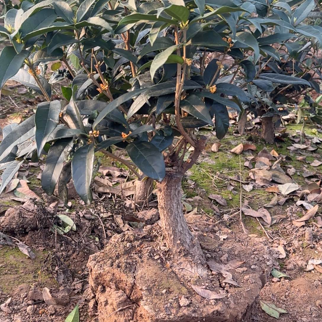 山***峰无花朵桂花。四季桂系列