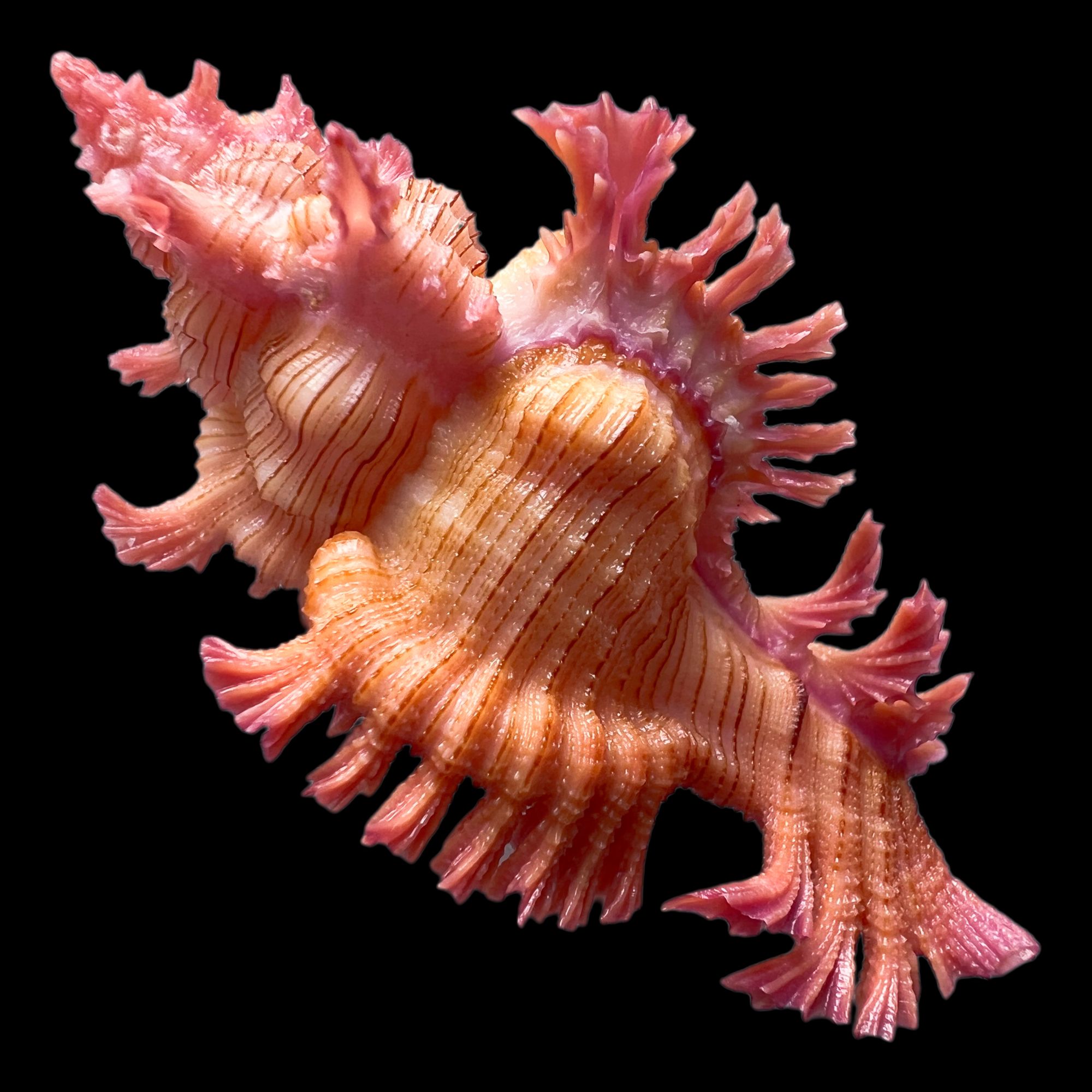 【高贵千手螺】50.9mm 品相好 GEM 产地：巴拉望 贝壳A1