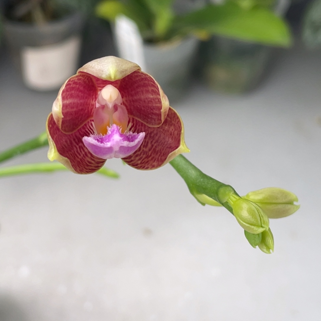 全部花苞swr22mt爪哇