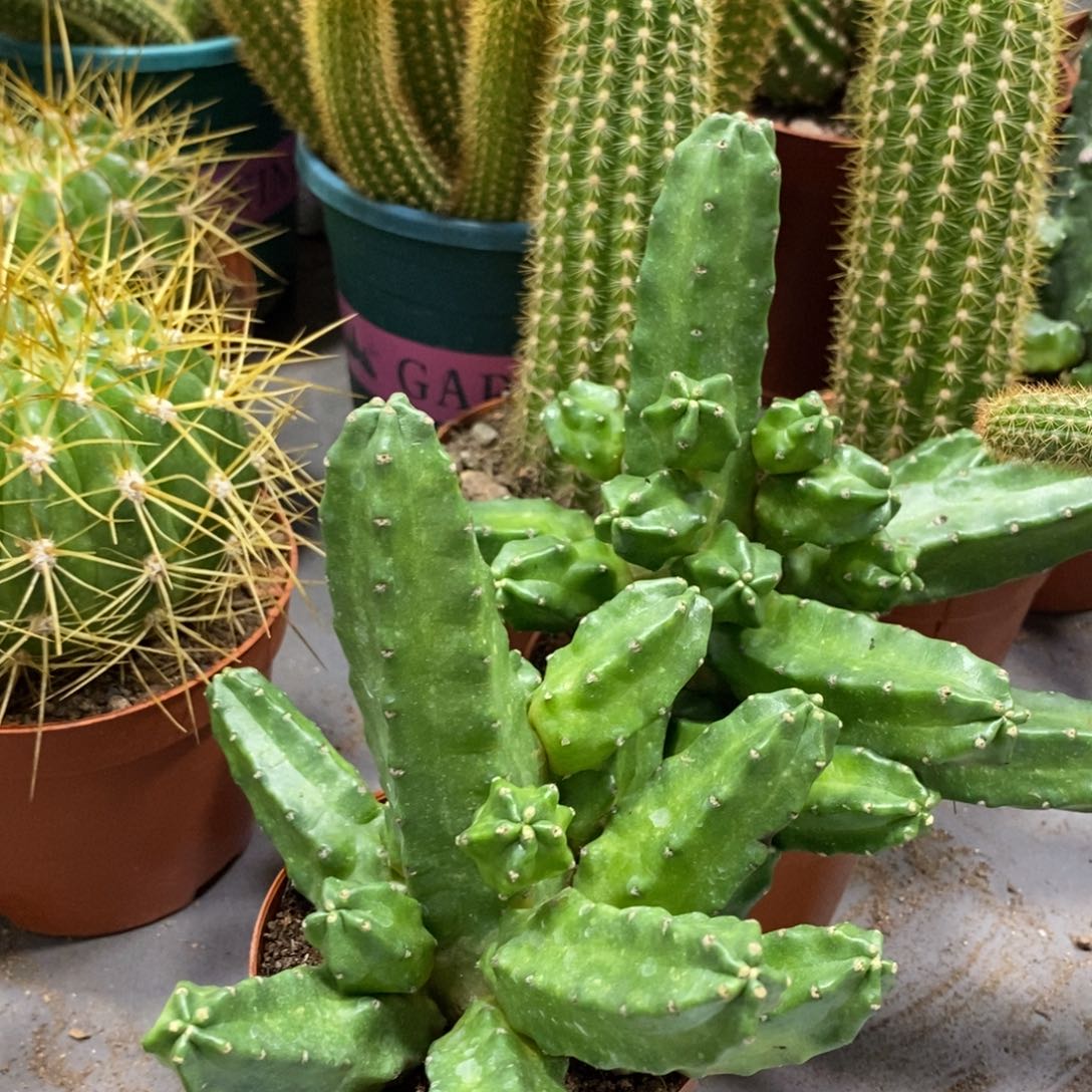 群生多头桃太郎两杯组