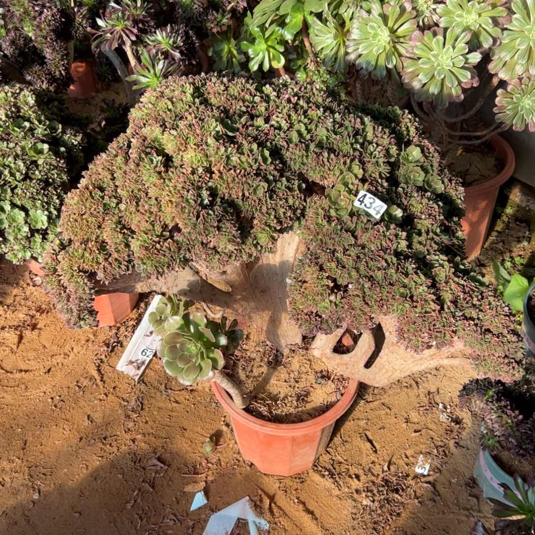 玫瑰缀434冠服63厘米