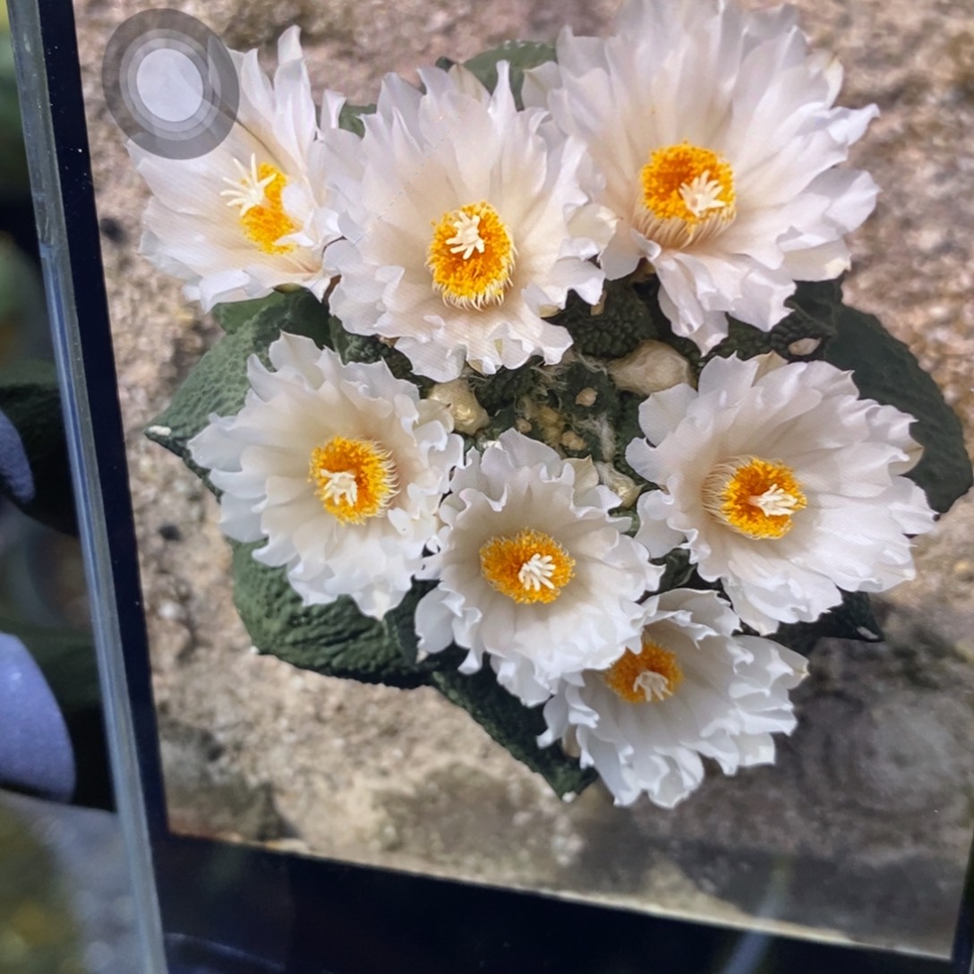 柠****嫁接蓝白牡丹福利福利