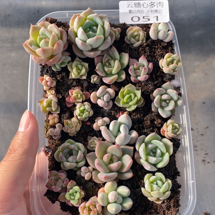 云糖心多肉植物51