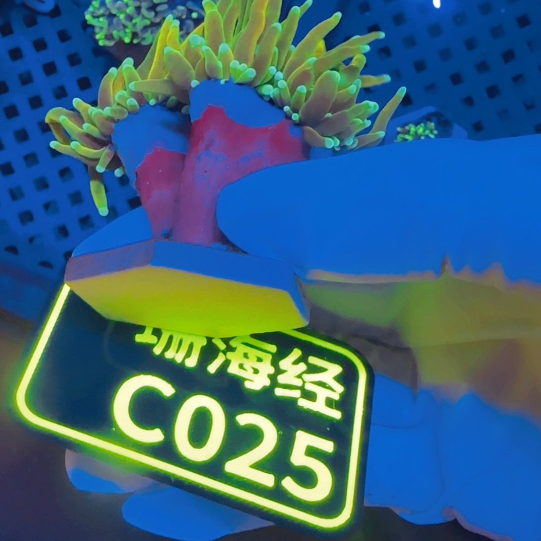 子***剑纽扣珊瑚晓晓不包邮露骨龙魂金C025