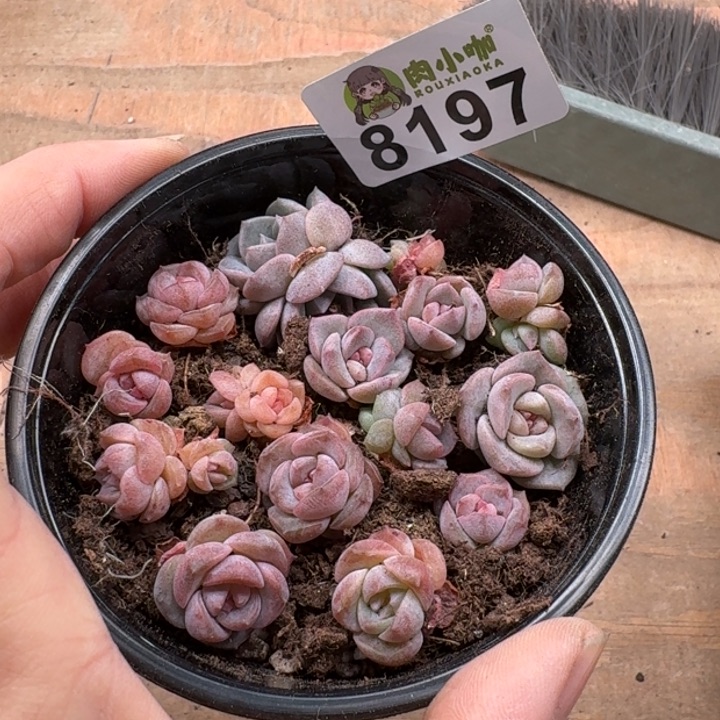 当前无花朵，栽培后可花朵∮***1多肉植物多肉植物