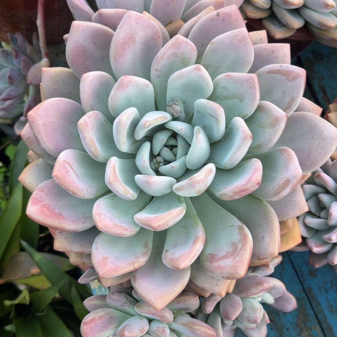 新疆西藏内蒙不发货，奥普
