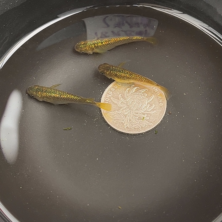 青鳉鱼秘密武器3条17号