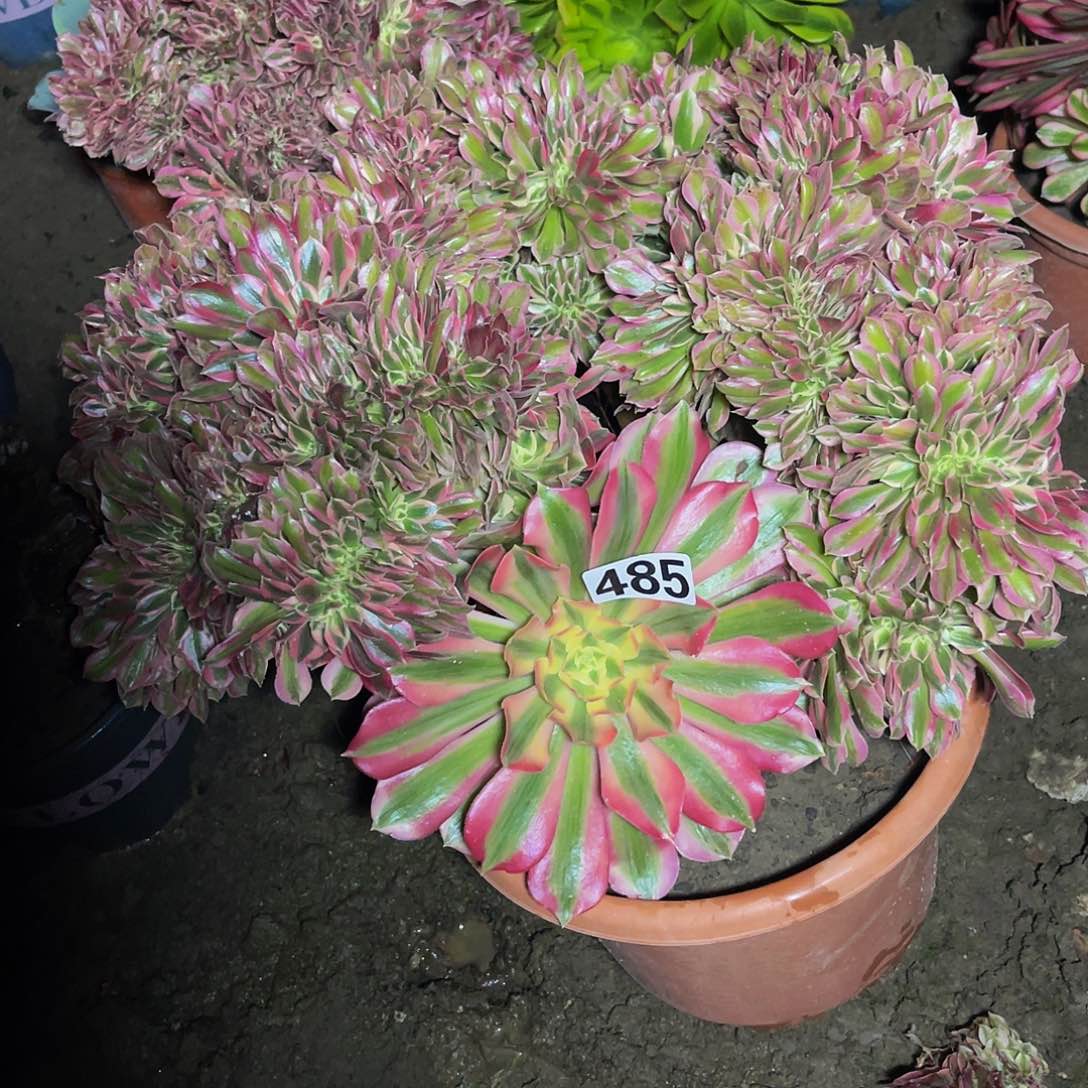 女巫法师15–24不包邮法师