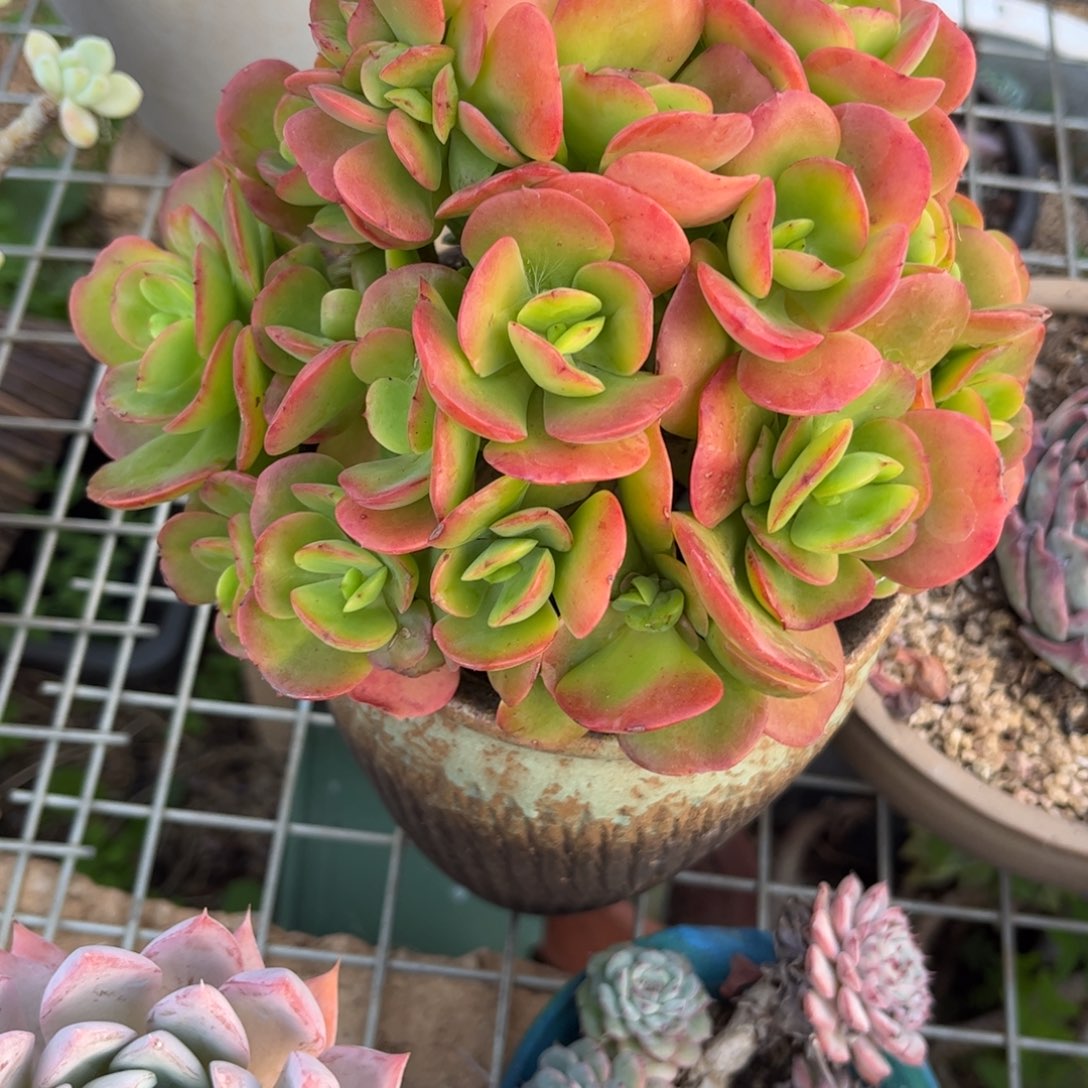 新疆西藏内蒙不发货，红梅朵朵