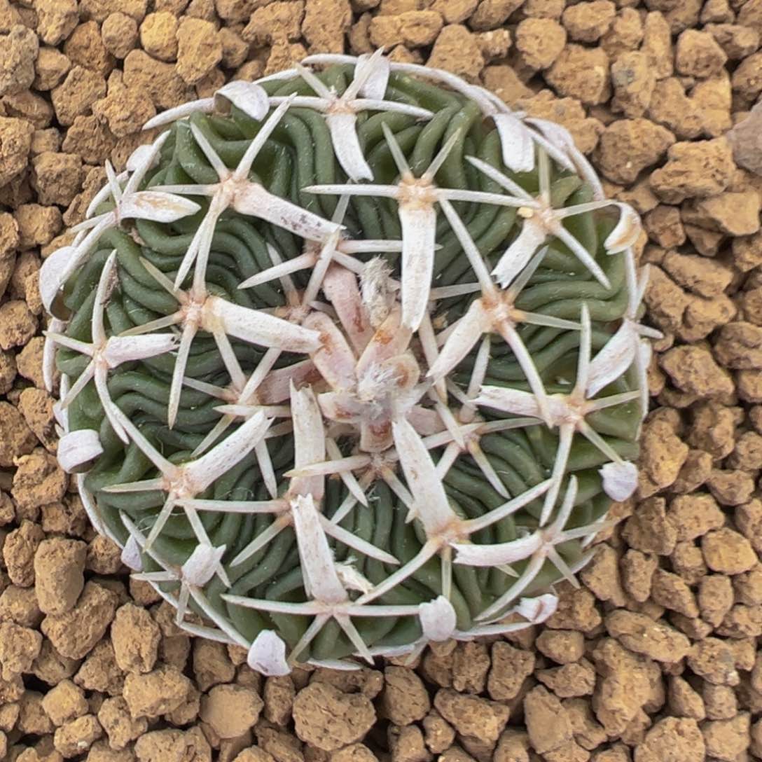 实生根短豪刺割刺太刀岚