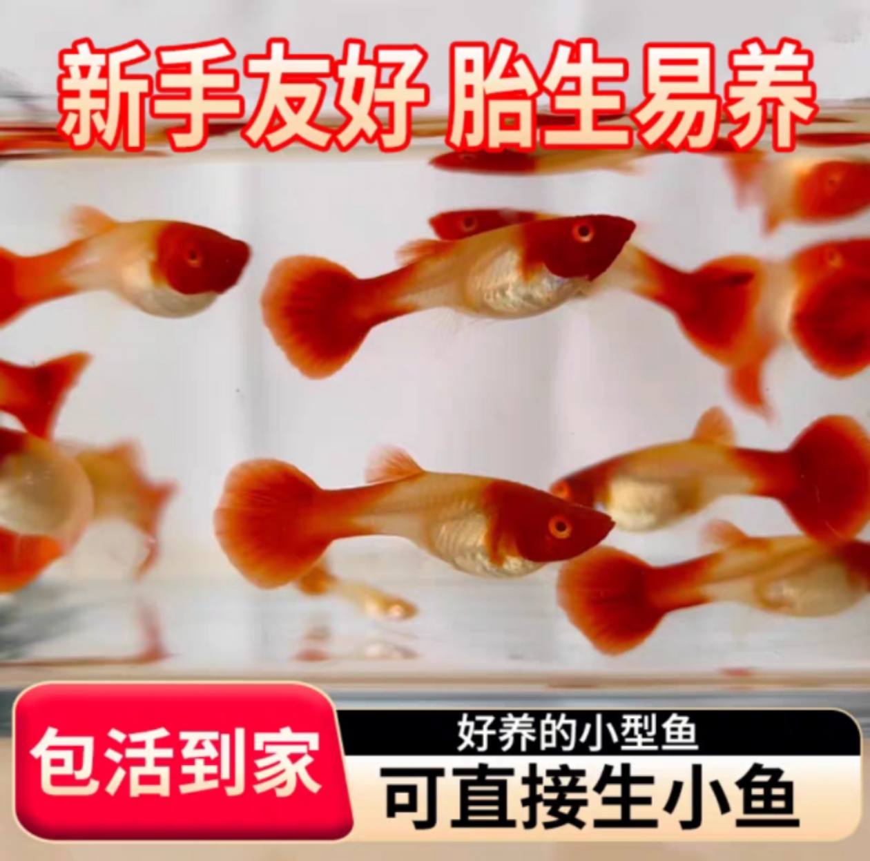 精品鸿运当头孔雀鱼热带鱼小型观赏鱼新手好养皮实孔雀鱼推荐