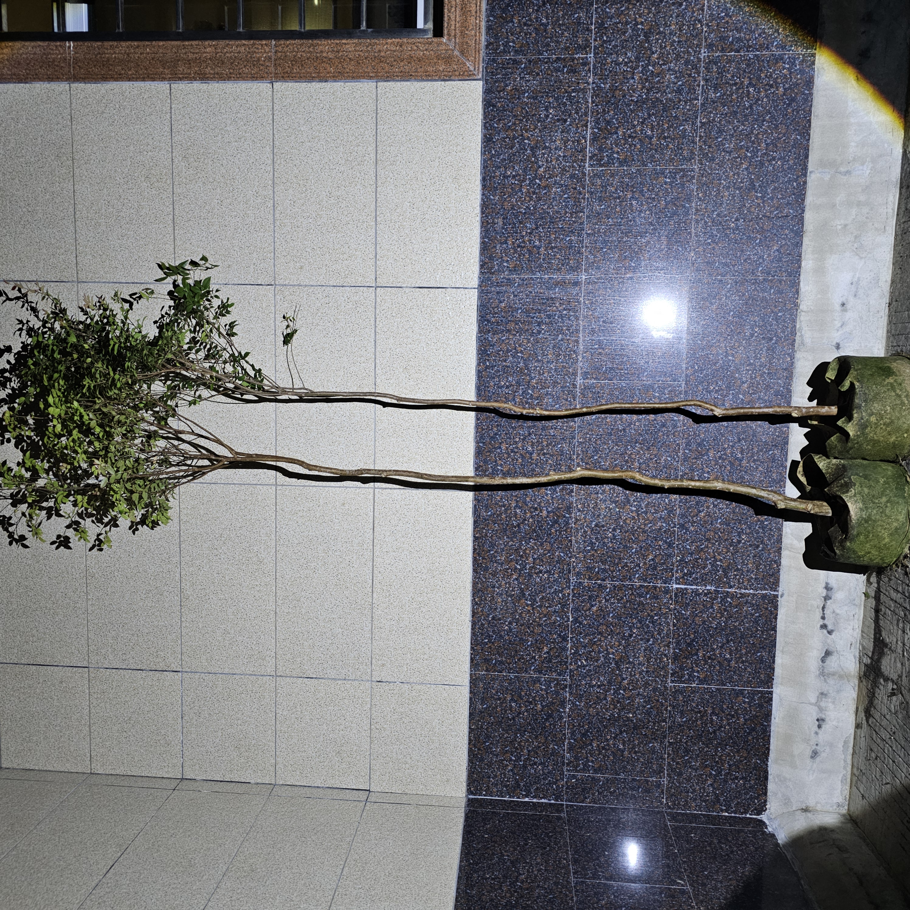 树葡萄盆栽观赏一树一拍