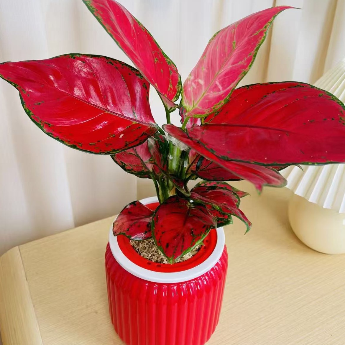 吉利红如意盆栽室内水培植物吸除甲醛四季好养易活