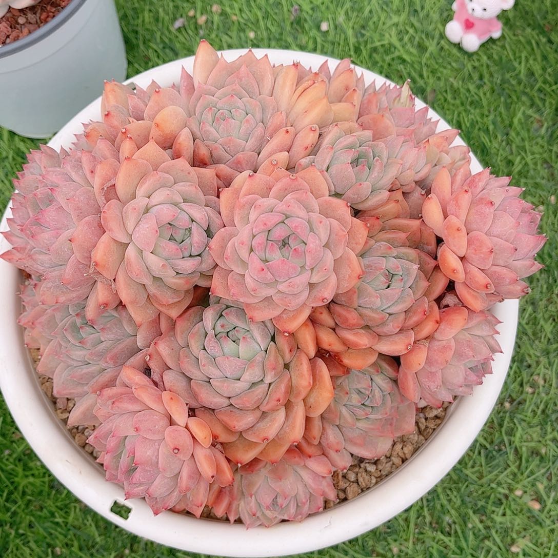 韩版霜花精品多肉