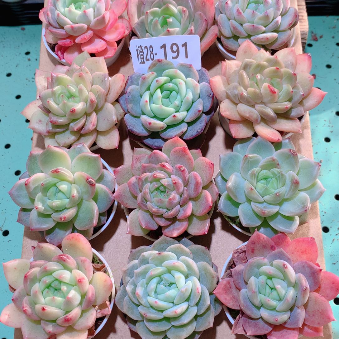 28-191一物一拍多肉带盆18颗