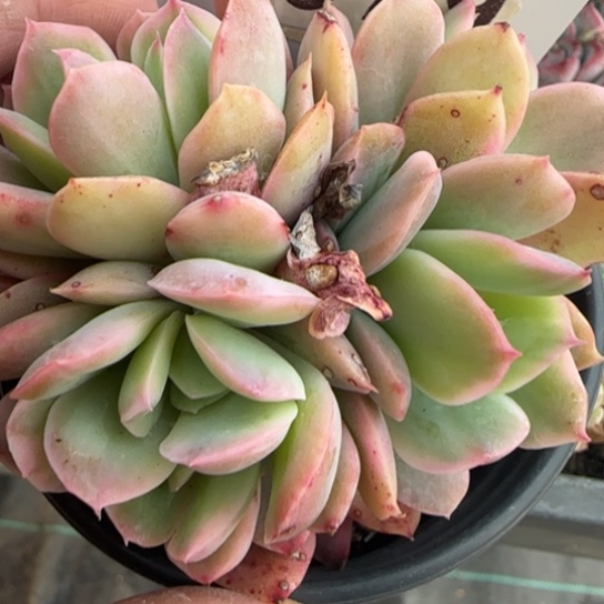 79绮罗锦一物一拍多肉