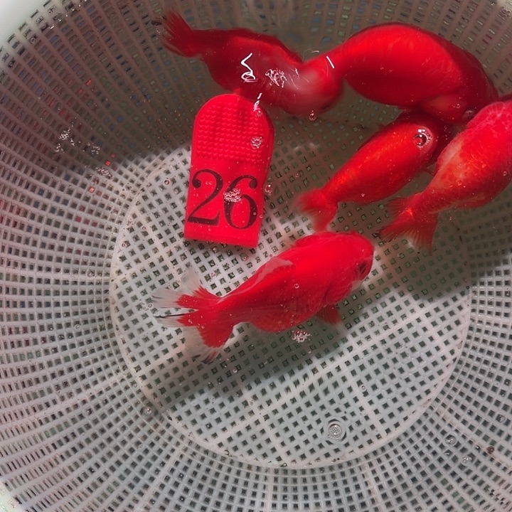 金鱼26号尺寸6公分区间