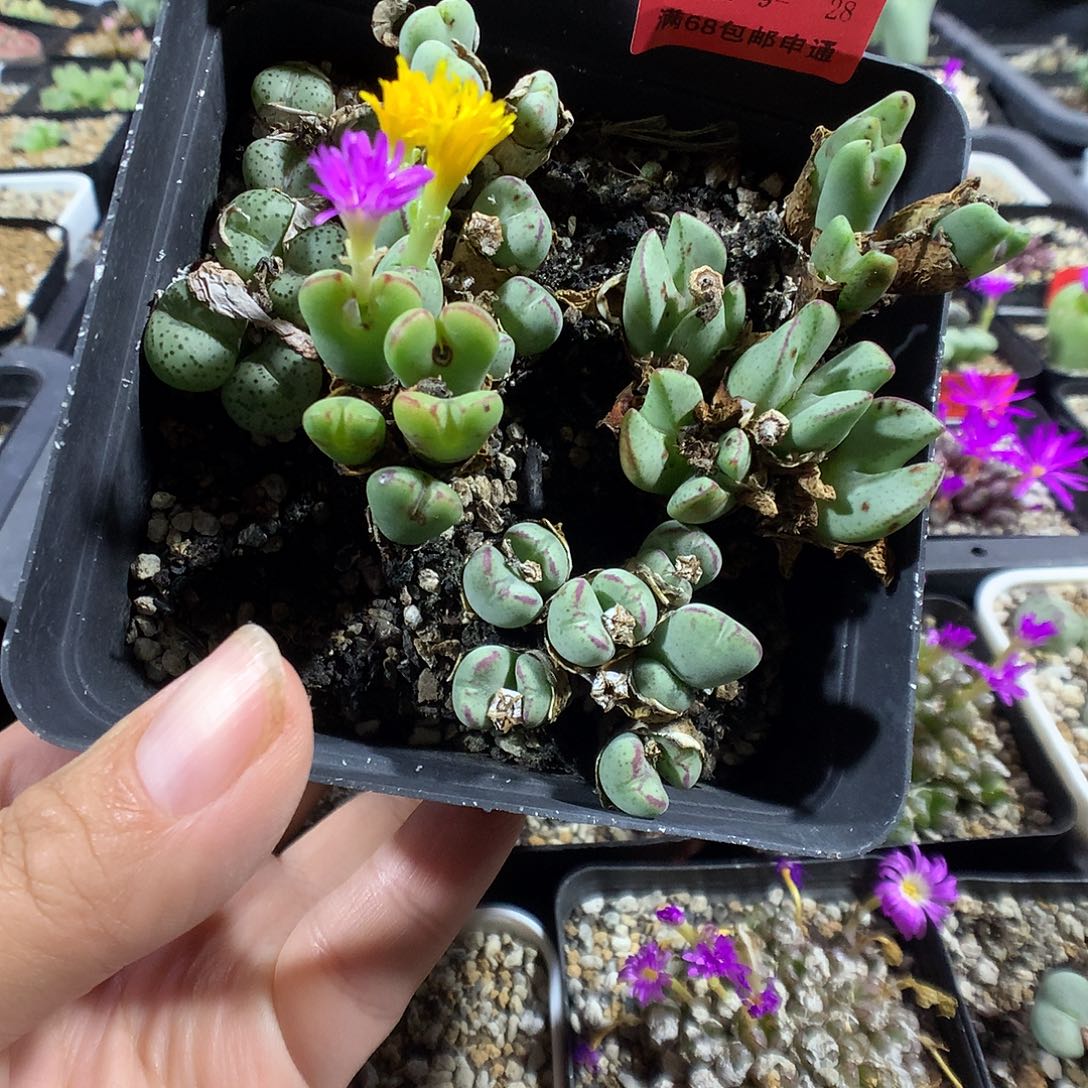 9-9-28 清盆少将一盆 25