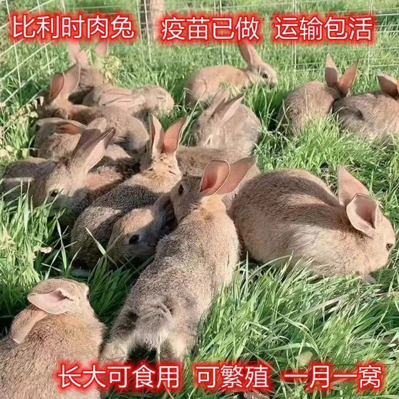 新西兰兔子家兔活体兔苗小白兔肉兔比利时可繁殖月月兔