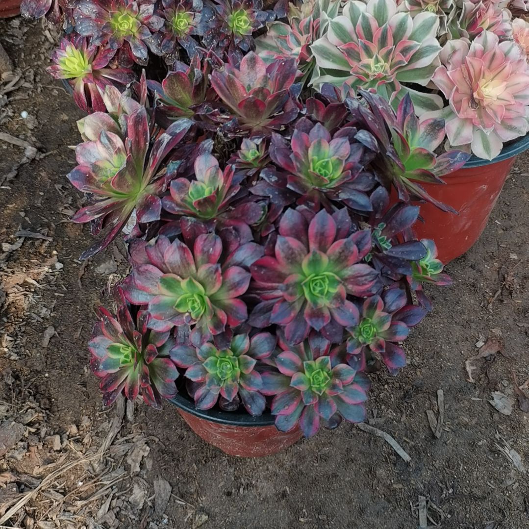 安娜锦法师多肉法师30