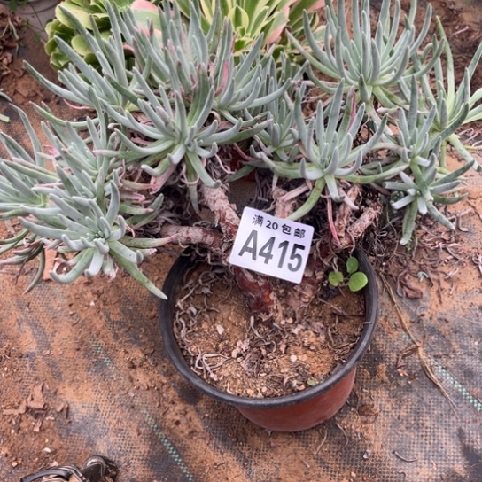 415爱度莉丝不包断枝