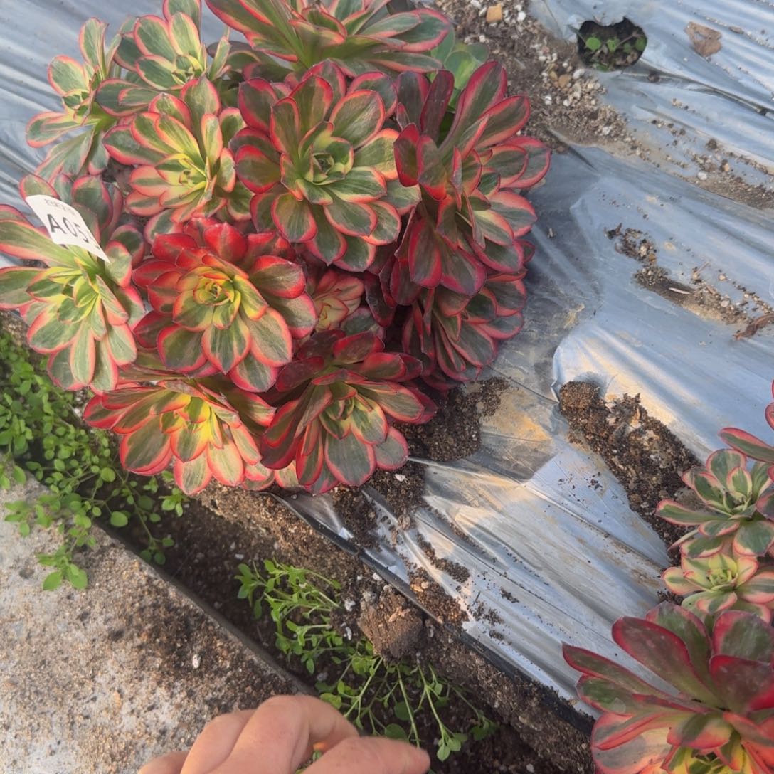 055魅金锦。多肉植物