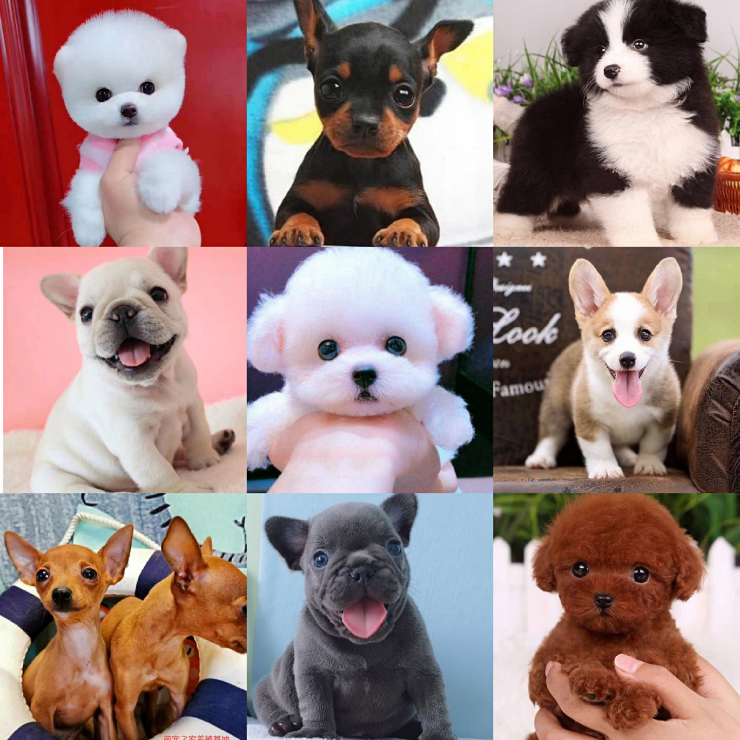博美鹿犬吉娃娃法牛柯基比熊泰迪约克夏雪纳瑞比格腊肠犬茶杯狗狗